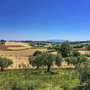 Blick auf Olivenhain und Felder unter blauem Himmel in Umbrien.