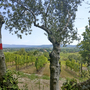 Blick durch Bäume auf Weinberge in Friaul mit einer Wanderwegmarkierung.