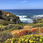 Küste mit Blumen und Blick aufs Meer unter blauem Himmel.