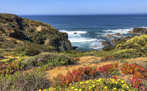 Küste mit Blumen und Blick aufs Meer unter blauem Himmel.