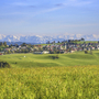 Landschaft in Scheidegg mit grünen Feldern und schneebedeckten Bergen im Hintergrund.
