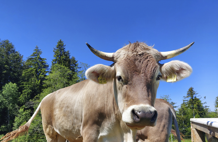 Kuh auf einer Wiese vor blauem Himmel und Bäumen im Hintergrund.