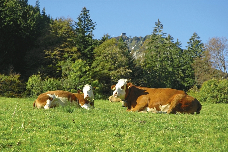 Kühe liegen auf einer grünen Wiese vor bewaldeten Hügeln in Hochfelln.