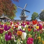 Bunte Tulpenfelder vor einer Windmühle im Keukenhof, Niederlande.