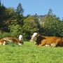 Kühe liegen auf einer grünen Wiese vor bewaldeten Hügeln in Hochfelln.