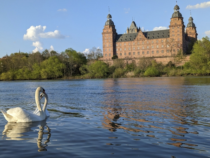 Schloss Johannisburg in Aschaffenburg mit einem Schwan im Vordergrund.