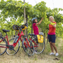 Zwei Radfahrer im Weingarten mit Fahrrädern und gelben Gepäcktaschen.