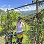 Radfahrerin in einem Weinberg mit Rosen in den Bergen.
