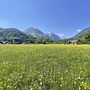Blumenwiese im Vordergrund mit Bergblick im Salzkammergut unter klarem Himmel.