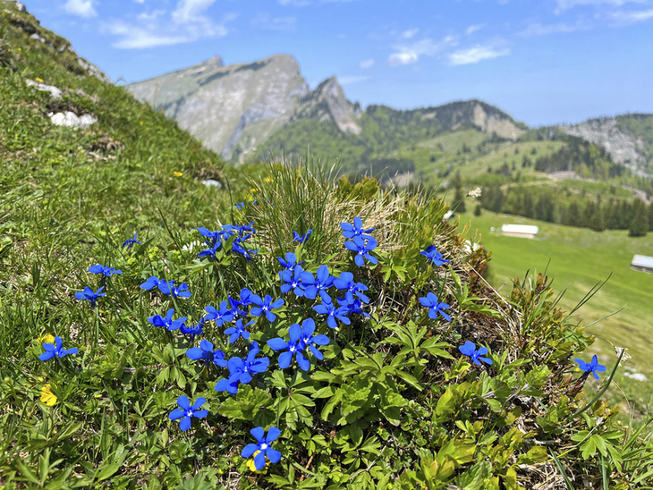 Blaue Enzianblumen auf einer Almwiese in den Alpen, im Hintergrund Berge.