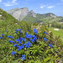 Blaue Enzianblumen auf einer Almwiese in den Alpen, im Hintergrund Berge.