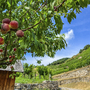 Pfirsichbaum vor Weinbergen in der Wachau unter blauem Himmel.