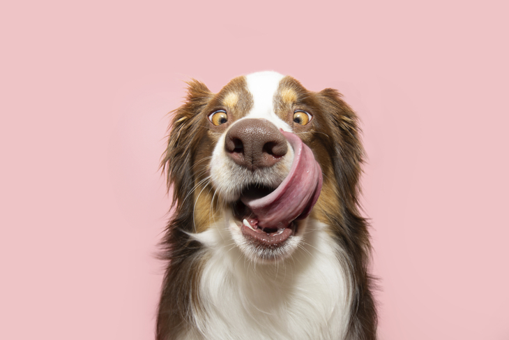 Hund leckt sich mit der Zunge über die Nase, vor rosa Hintergrund.